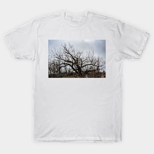 Storm and Tree T-Shirt